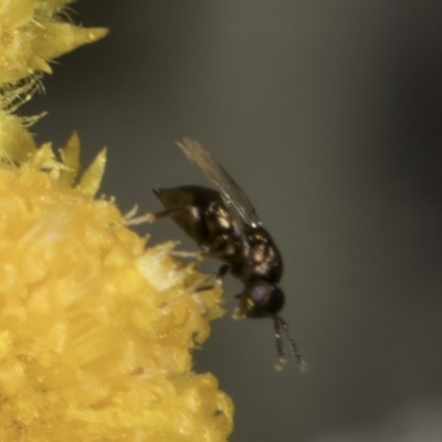 Chalcidoidea (superfamily) (A gall wasp or Chalcid wasp) at Blue Devil Grassland, Umbagong Park (BDG) - 10 Nov 2023 by kasiaaus