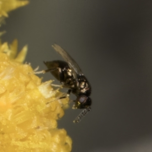 Chalcidoidea (superfamily) at Latham, ACT - 10 Nov 2023