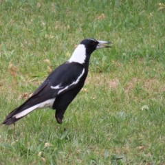 Gymnorhina tibicen (Australian Magpie) at QPRC LGA - 12 Nov 2023 by MatthewFrawley