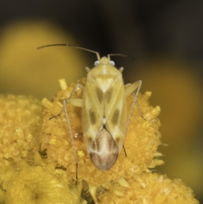 Miridae (family) (Unidentified plant bug) at Blue Devil Grassland, Umbagong Park (BDG) - 10 Nov 2023 by kasiaaus