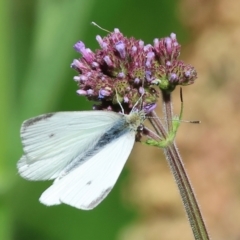 Pieris rapae (Cabbage White) at Wodonga - 12 Nov 2023 by KylieWaldon