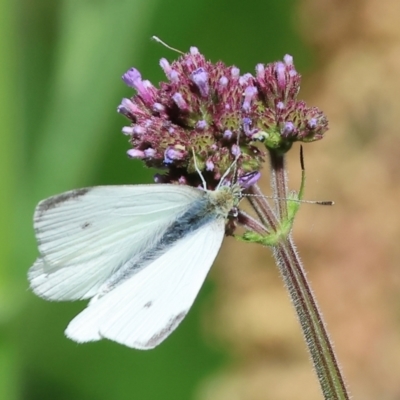 Pieris rapae (Cabbage White) at Wodonga - 11 Nov 2023 by KylieWaldon