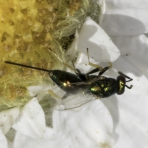 Torymidae (family) at Latham, ACT - 10 Nov 2023 03:59 PM