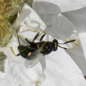 Torymidae (family) at Latham, ACT - 10 Nov 2023 03:59 PM