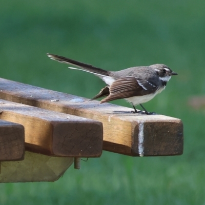 Rhipidura albiscapa (Grey Fantail) at Wodonga - 11 Nov 2023 by KylieWaldon