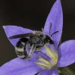 Lasioglossum (Chilalictus) sp. (genus & subgenus) (Halictid bee) at Umbagong District Park - 10 Nov 2023 by kasiaaus