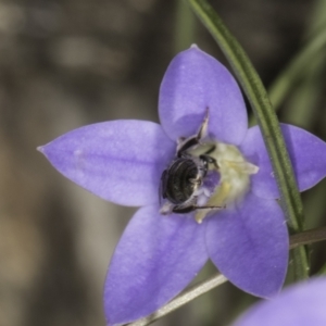 Lasioglossum (Chilalictus) sp. (genus & subgenus) at Latham, ACT - 10 Nov 2023 04:17 PM