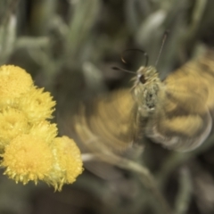 Taractrocera papyria at Latham, ACT - 10 Nov 2023