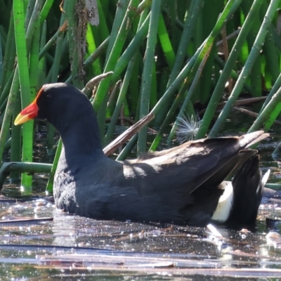 Gallinula tenebrosa (Dusky Moorhen) at Wodonga - 11 Nov 2023 by KylieWaldon