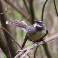 Rhipidura albiscapa (Grey Fantail) at Braidwood, NSW - 12 Nov 2023 by MatthewFrawley