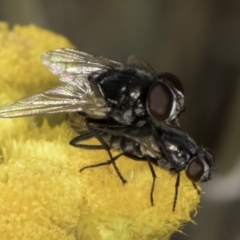 Tachinidae (family) (Unidentified Bristle fly) at Umbagong District Park - 10 Nov 2023 by kasiaaus