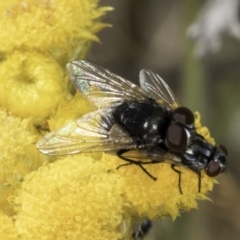 Tachinidae (family) at Blue Devil Grassland, Umbagong Park (BDG) - 10 Nov 2023