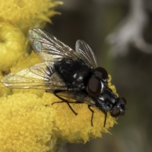 Tachinidae (family) at Blue Devil Grassland, Umbagong Park (BDG) - 10 Nov 2023