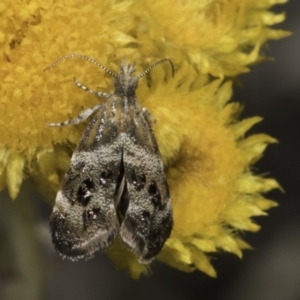 Tebenna micalis at Blue Devil Grassland, Umbagong Park (BDG) - 10 Nov 2023