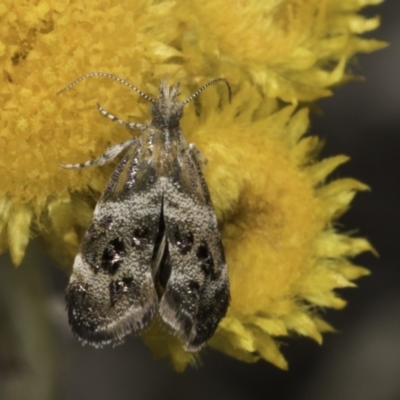 Tebenna micalis (Small Thistle Moth) at Latham, ACT - 10 Nov 2023 by kasiaaus