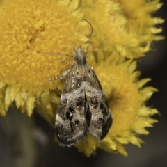 Tebenna micalis at Blue Devil Grassland, Umbagong Park (BDG) - 10 Nov 2023