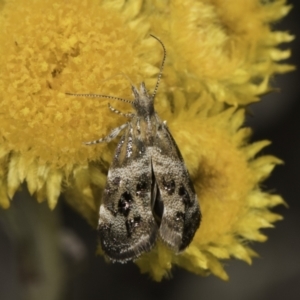 Tebenna micalis at Blue Devil Grassland, Umbagong Park (BDG) - 10 Nov 2023