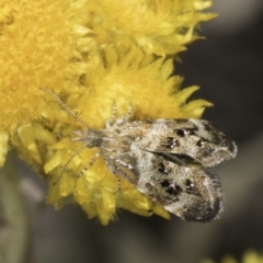 Tebenna micalis at Blue Devil Grassland, Umbagong Park (BDG) - 10 Nov 2023