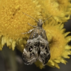 Tebenna micalis at Blue Devil Grassland, Umbagong Park (BDG) - 10 Nov 2023