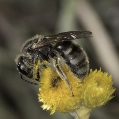 Lasioglossum (Chilalictus) clelandi (Furrow Bee) at Umbagong District Park - 10 Nov 2023 by kasiaaus