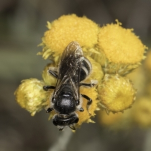 Lasioglossum (Chilalictus) clelandi at Blue Devil Grassland, Umbagong Park (BDG) - 10 Nov 2023