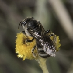 Lasioglossum (Chilalictus) clelandi at Blue Devil Grassland, Umbagong Park (BDG) - 10 Nov 2023