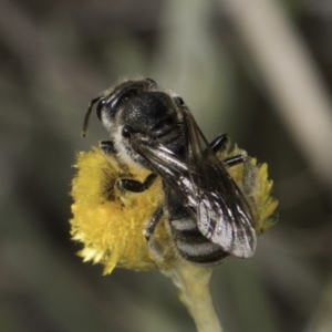 Lasioglossum (Chilalictus) clelandi at Blue Devil Grassland, Umbagong Park (BDG) - 10 Nov 2023