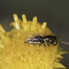 Chalcidoidea (superfamily) (A gall wasp or Chalcid wasp) at Umbagong District Park - 10 Nov 2023 by kasiaaus