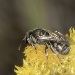 Lasioglossum (Chilalictus) sp. (genus & subgenus) (Halictid bee) at Blue Devil Grassland, Umbagong Park (BDG) - 10 Nov 2023 by kasiaaus
