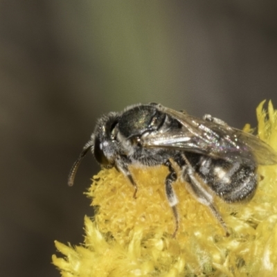 Lasioglossum (Chilalictus) sp. (genus & subgenus) (Halictid bee) at Blue Devil Grassland, Umbagong Park (BDG) - 10 Nov 2023 by kasiaaus