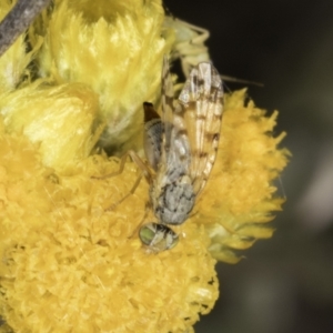 Austrotephritis pelia at Blue Devil Grassland, Umbagong Park (BDG) - 10 Nov 2023