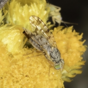 Austrotephritis pelia at Blue Devil Grassland, Umbagong Park (BDG) - 10 Nov 2023