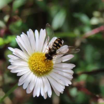 Melangyna viridiceps (Hover fly) at QPRC LGA - 12 Nov 2023 by MatthewFrawley