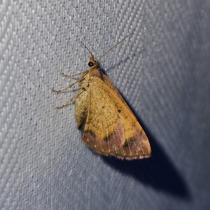 Chrysolarentia mecynata at QPRC LGA - 12 Nov 2023 09:03 PM