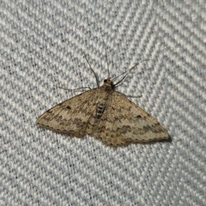 Scopula rubraria at QPRC LGA - 12 Nov 2023 09:05 PM