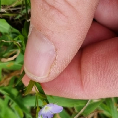 Veronica gracilis (Slender Speedwell) at QPRC LGA - 12 Nov 2023 by clarehoneydove