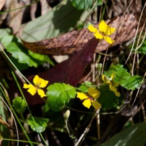 Goodenia hederacea subsp. alpestris at Namadgi National Park - 12 Nov 2023