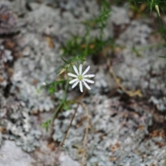 Stellaria pungens (Prickly Starwort) at Namadgi National Park - 12 Nov 2023 by regeraghty