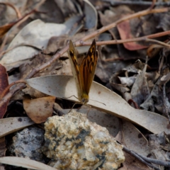 Heteronympha merope (Common Brown Butterfly) at Paddys River, ACT - 12 Nov 2023 by regeraghty