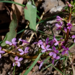 Stylidium sp. at Namadgi National Park - 12 Nov 2023