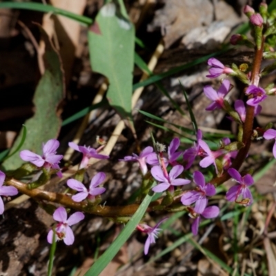 Stylidium sp. (Trigger Plant) at Namadgi National Park - 12 Nov 2023 by regeraghty