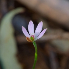 Caladenia carnea (Pink Fingers) at Namadgi National Park - 12 Nov 2023 by regeraghty