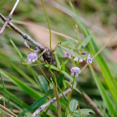 Glycine clandestina (Twining Glycine) at Gibraltar Pines - 12 Nov 2023 by regeraghty