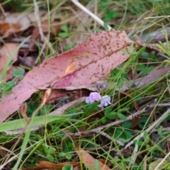 Glycine clandestina (Twining Glycine) at Gibraltar Pines - 12 Nov 2023 by regeraghty