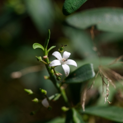 Philotheca myoporoides subsp. myoporoides (Long-leaf Waxflower) at Namadgi National Park - 12 Nov 2023 by regeraghty