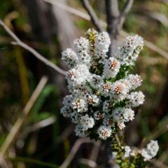 Epacris breviflora (Drumstick Heath) at Paddys River, ACT - 12 Nov 2023 by regeraghty