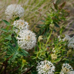 Pimelea treyvaudii (Grey Riceflower) at Paddys River, ACT - 12 Nov 2023 by regeraghty