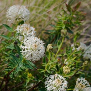 Pimelea treyvaudii at Gibraltar Pines - 12 Nov 2023 04:47 PM