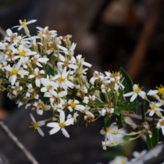 Olearia erubescens (Silky Daisybush) at Paddys River, ACT - 12 Nov 2023 by regeraghty