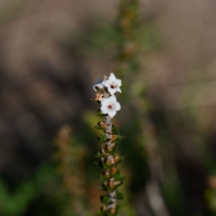 Epacris gunnii (Heath) at Paddys River, ACT - 12 Nov 2023 by regeraghty